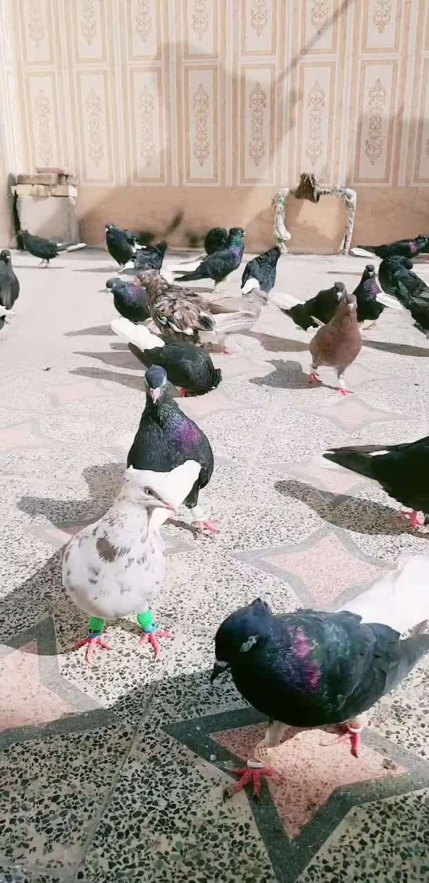 دسته 20 تایی دم سفید عتیقه|پرنده|اهواز, کمپلو جنوبی|دیوار