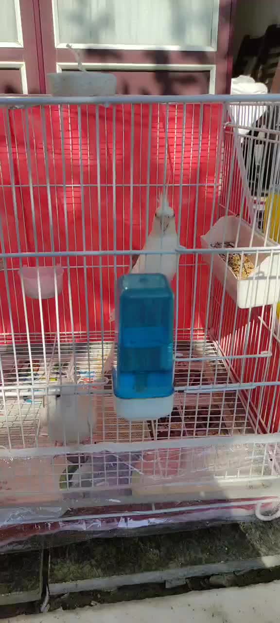 عروس هلندی آلبینو مولد|پرنده|ساری, |دیوار