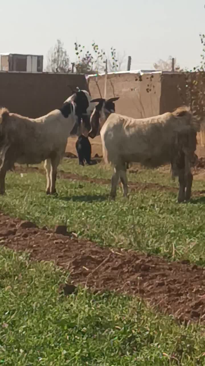 دو عدد بز جوان آبستن نژاد پاکستان|حیوانات مزرعه|خواجه, |دیوار