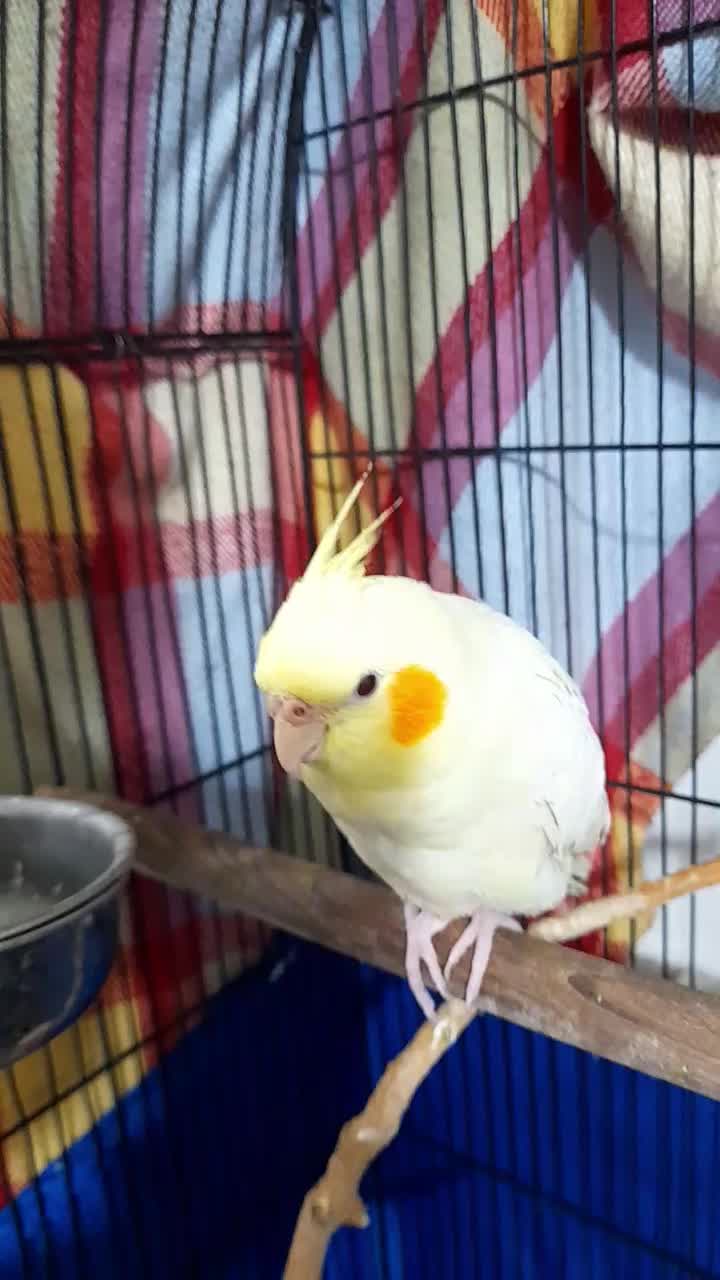 عروس هلندی. دختر و پسر|پرنده|اندیشه, شهرک المهدی|دیوار