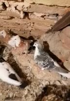 کبوتر رنگی سلطان اباد|پرنده|خوشاب, |دیوار