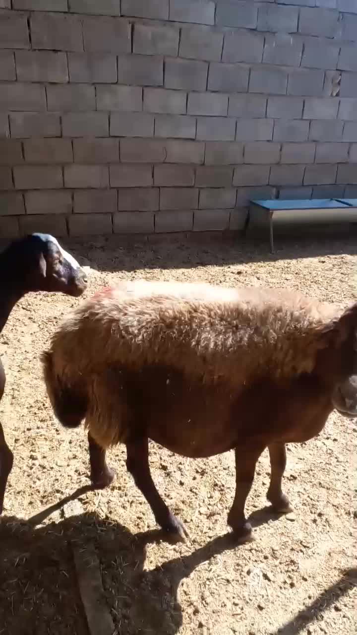 دو عدد میش ابستن|حیوانات مزرعه|کوهدشت, |دیوار