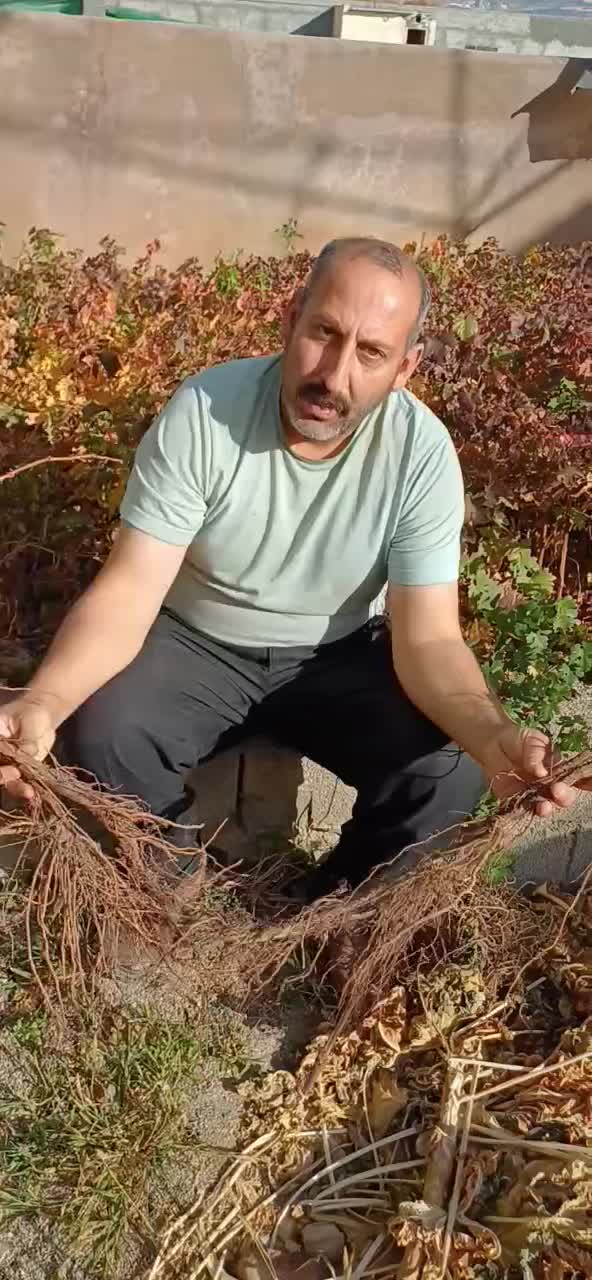 نهال انگور موندراپ ( بلک ویلیامز ) در کرمانشاه|گل و گیاه طبیعی|بیستون, |دیوار