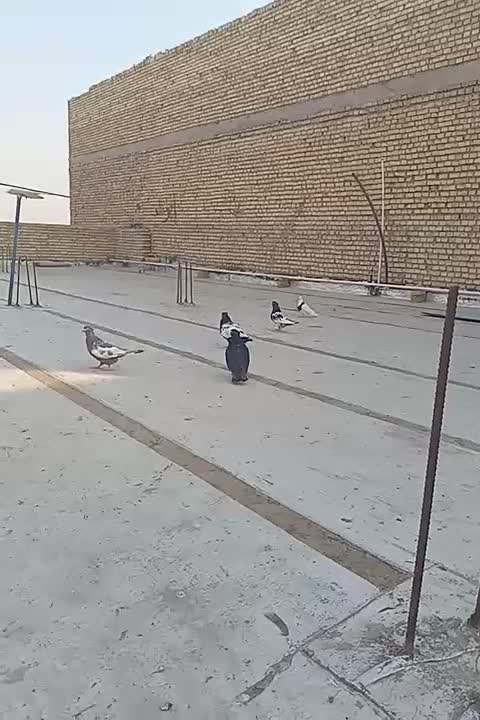 کبوتر|پرنده|سوسنگرد, |دیوار
