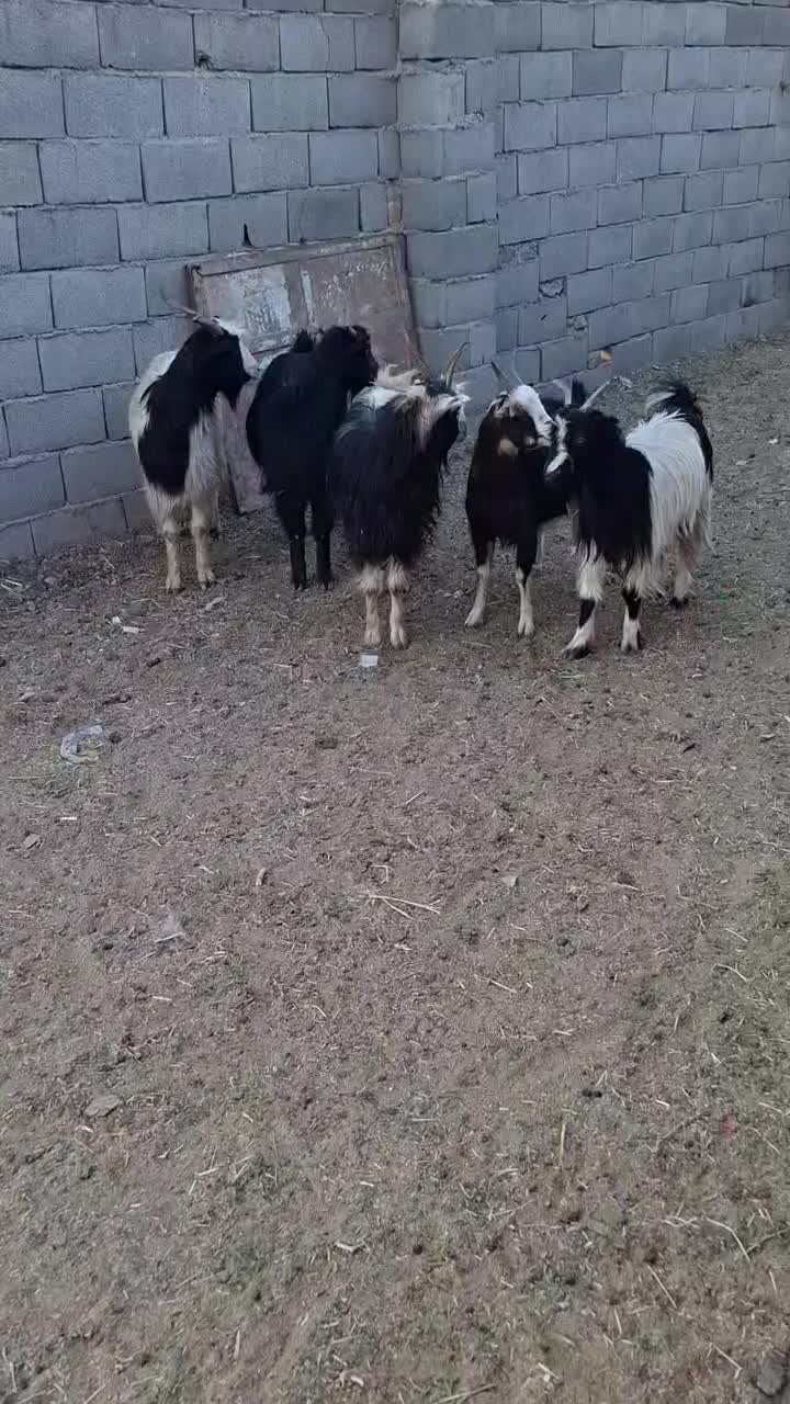 چپش بز رش|حیوانات مزرعه|پاکدشت, پاکدشت (مامازند)|دیوار