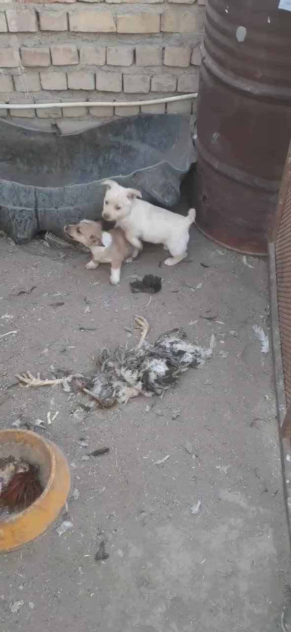 پاکوتاه فیندو|سگ|زنجان, |دیوار