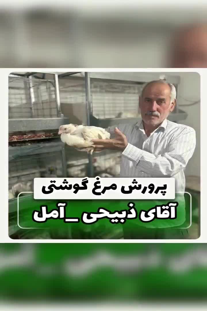 *برا%اکبرجوجه با قفس جوجه + قفس مرغ گوشی|لوازم جانبی حیوانات|نور, |دیوار