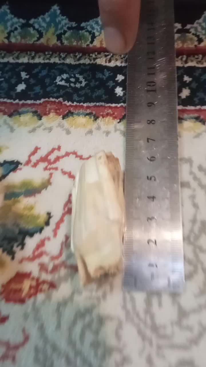 دندان|کلکسیون اشیاء عتیقه|همدان, |دیوار