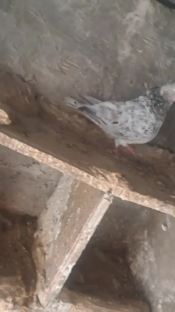 سرور دم سفید یا هفت رنگ دم سفید|پرنده|کارون, |دیوار