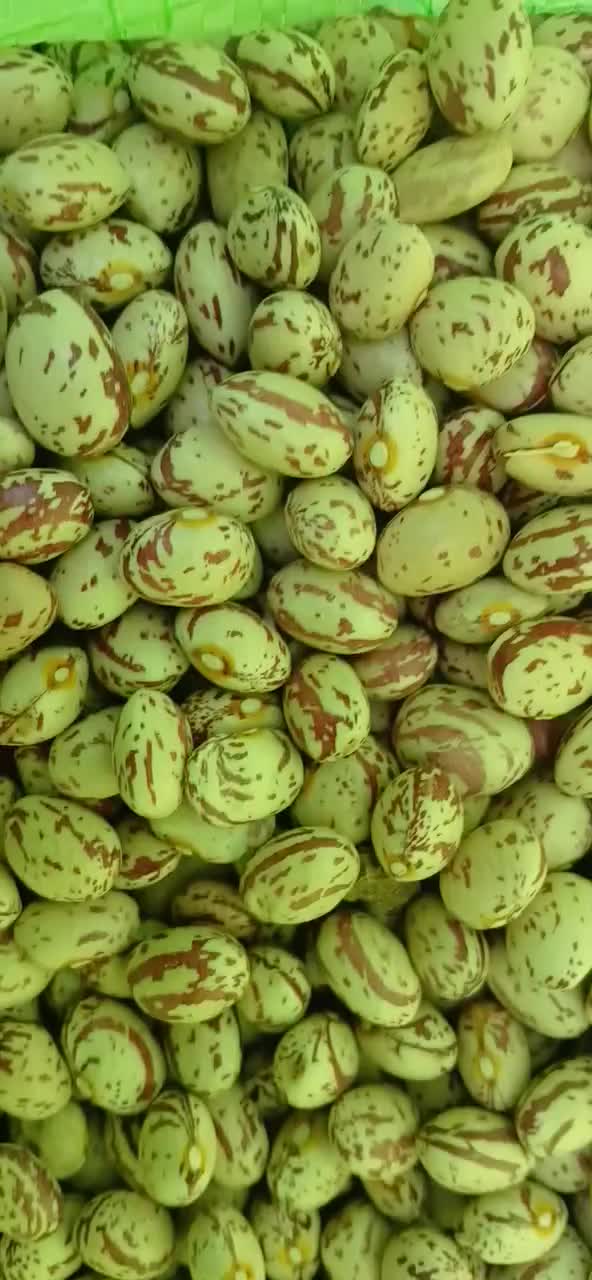 لوبیا چیتی|خوردنی و آشامیدنی|سلطانیه, |دیوار