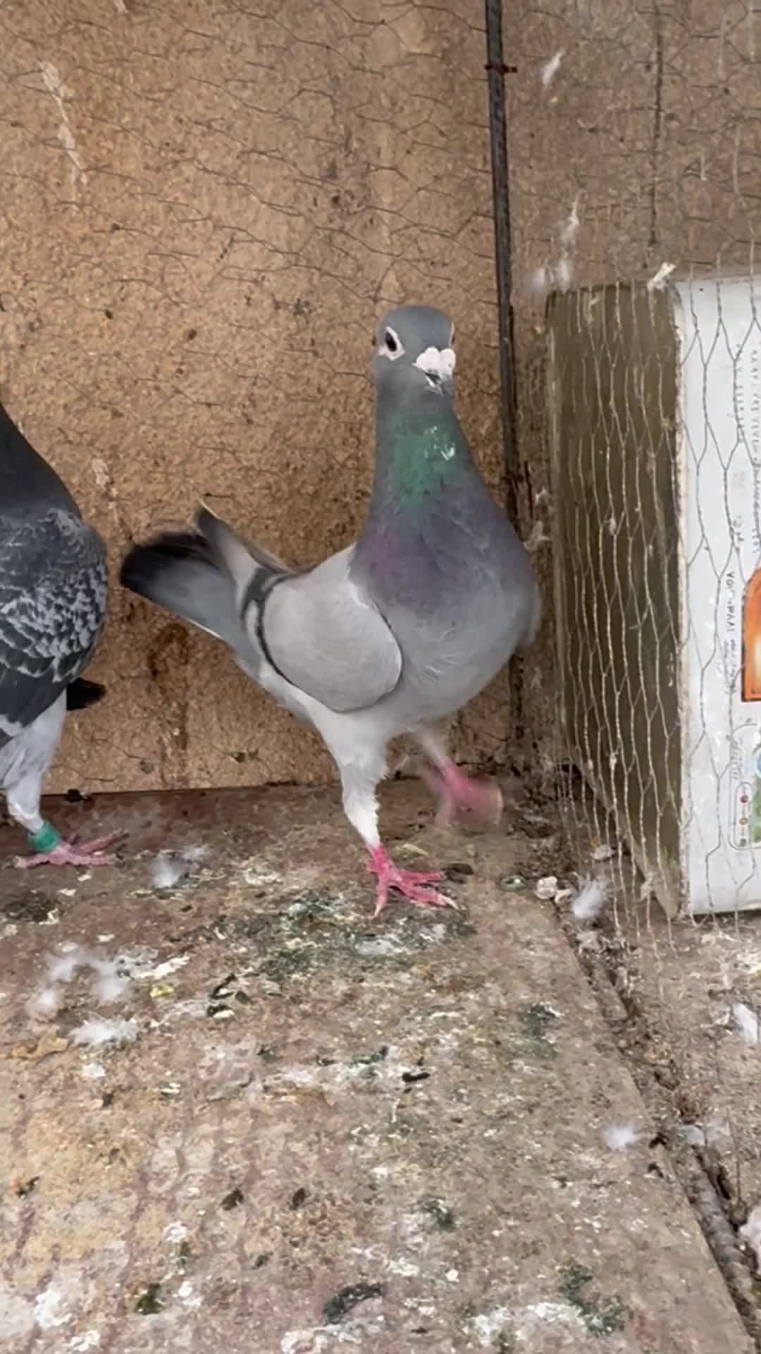 آلمانی|پرنده|بیرجند, |دیوار