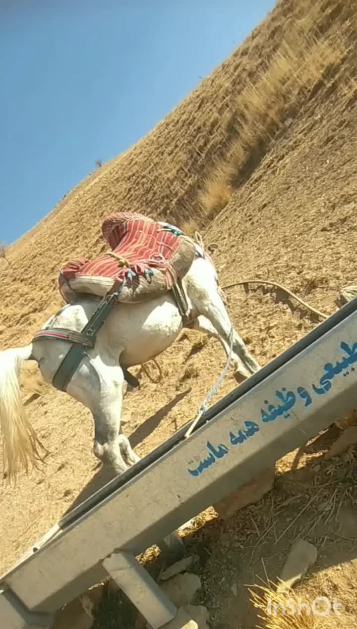 اسب|اسب و تجهیزات اسبسواری|سرشیو, |دیوار