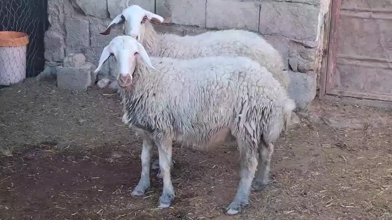 2 راس شک آبستن دره شهر|حیوانات مزرعه|دره شهر, |دیوار