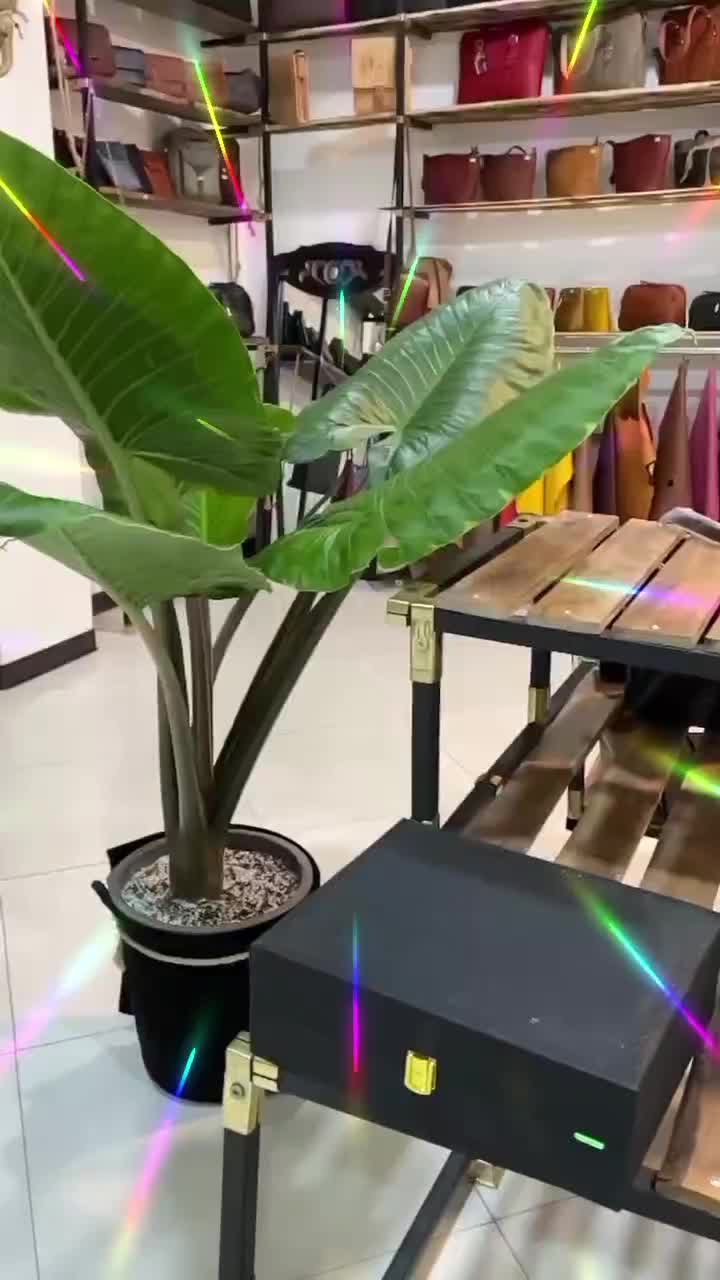 کمربند چرم طبیعی|کیف، کفش، کمربند|شیروان (خراسان), |دیوار