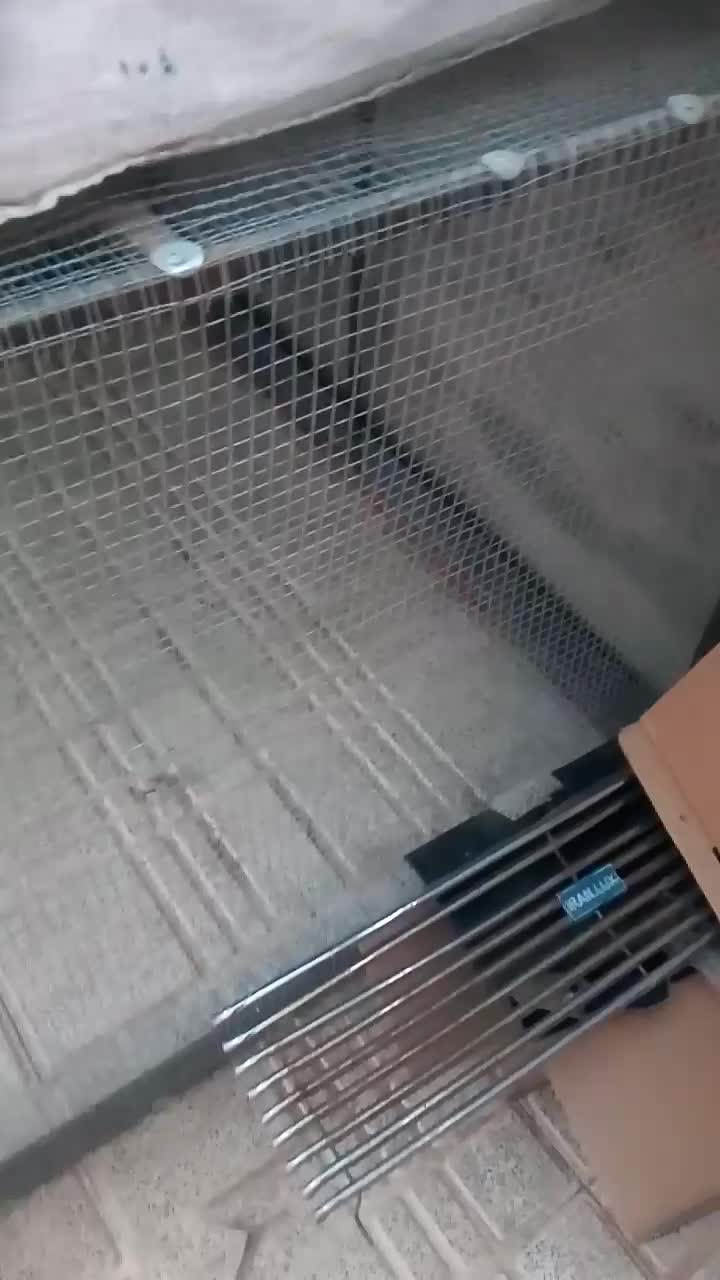 قفسبزرگ|پرنده|بروجن, |دیوار