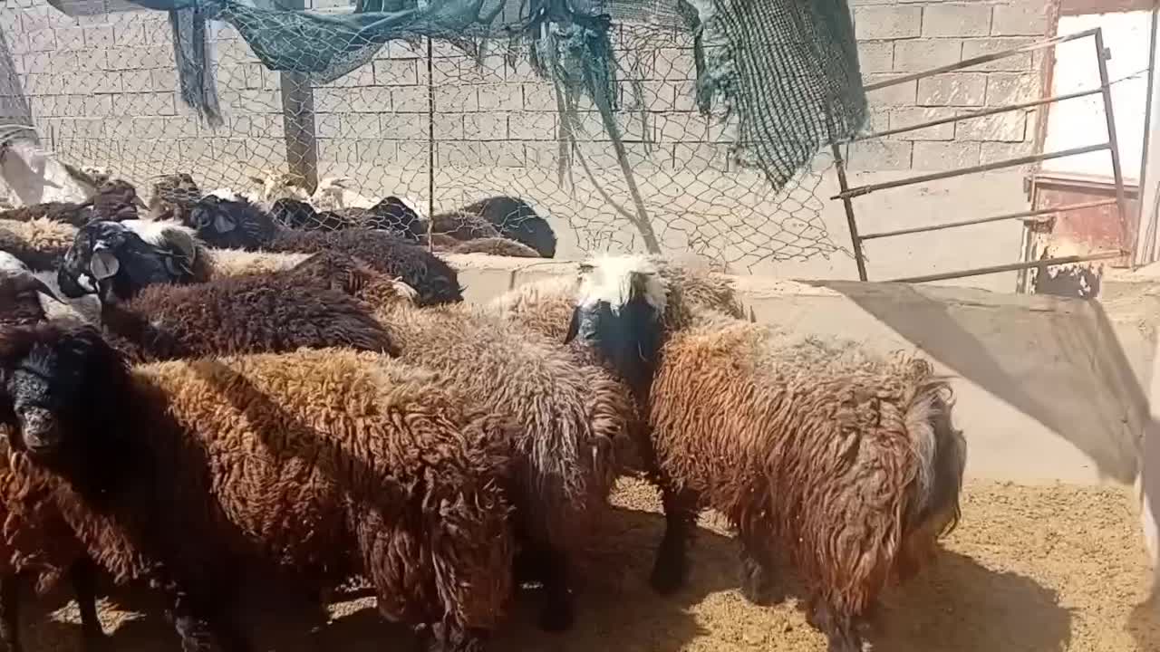 برهنر پرواری|حیوانات مزرعه|اردکان, |دیوار