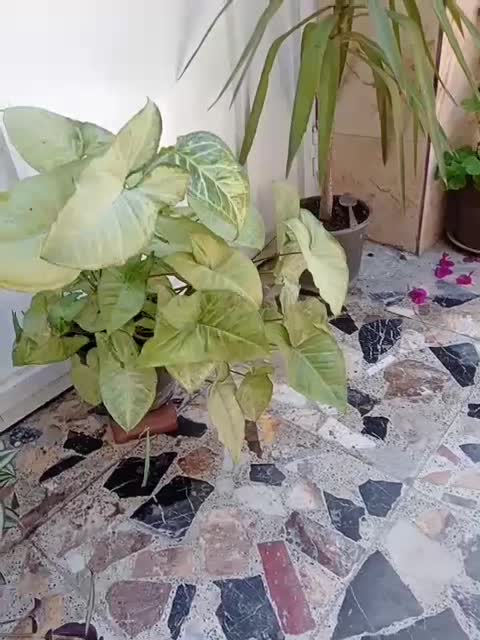 گل.|گل و گیاه طبیعی|رشت, تازه آباد|دیوار