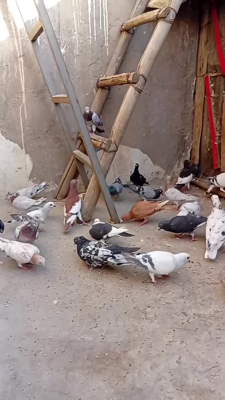 پرنده‌کبوتر|پرنده|اهواز, کمپلو جنوبی|دیوار