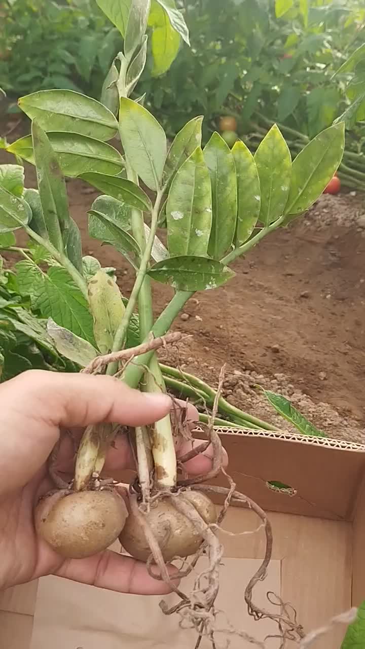 زاموفیلیا بصورت ریشه/حسن رحمانی|گل و گیاه طبیعی|قائن, |دیوار