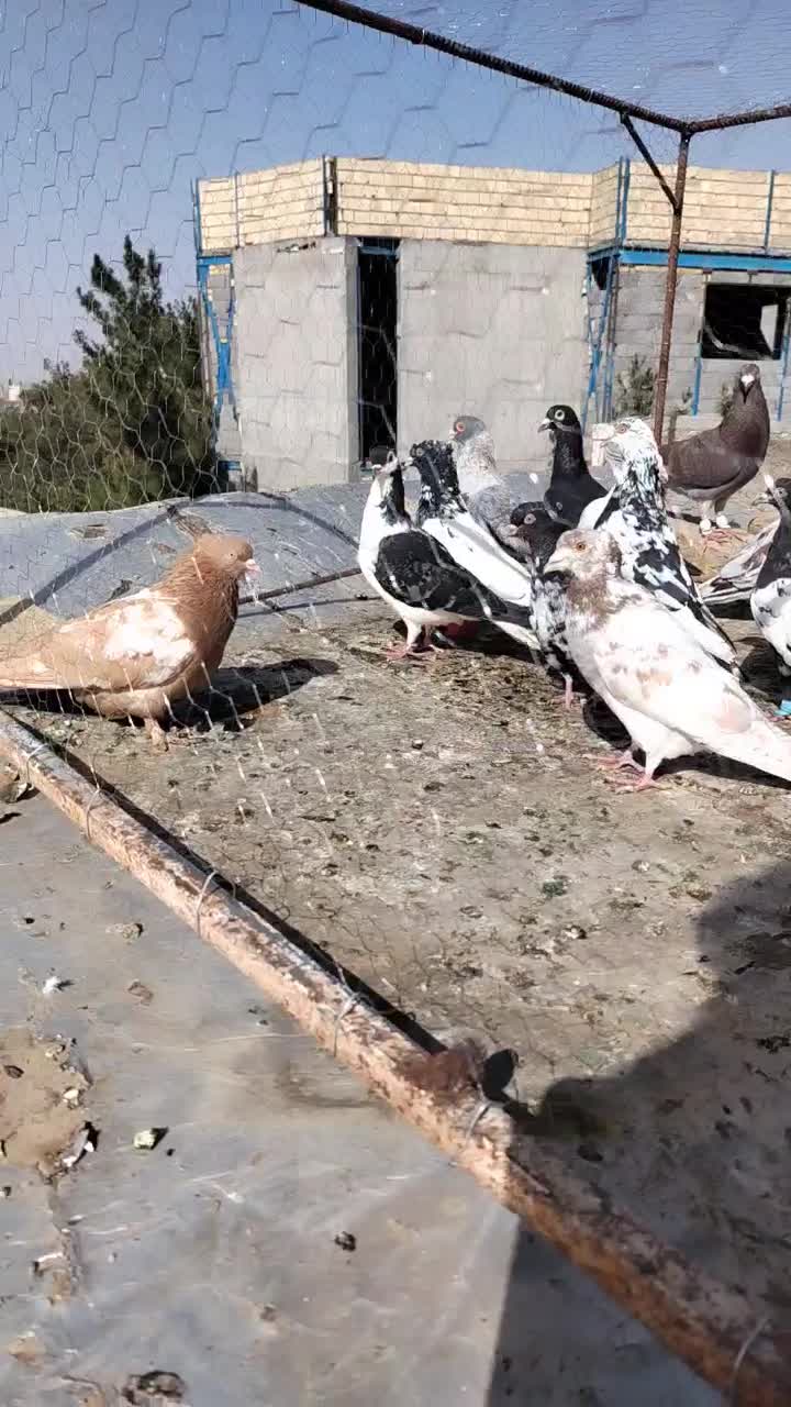 کفتر|پرنده|گناباد, |دیوار