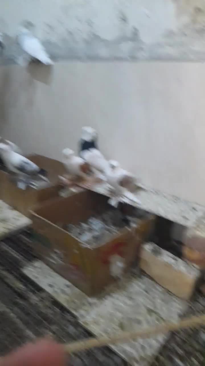 کبوتر  طوقی سوالا|پرنده|سراوان, |دیوار