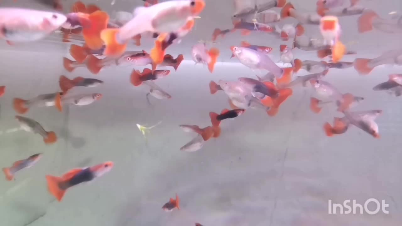 ماهی گوپی مولی پلاتی کالرزبرا لجن خارمیگو آکواریوم|ماهی|تهران, امام زاده حسن|دیوار