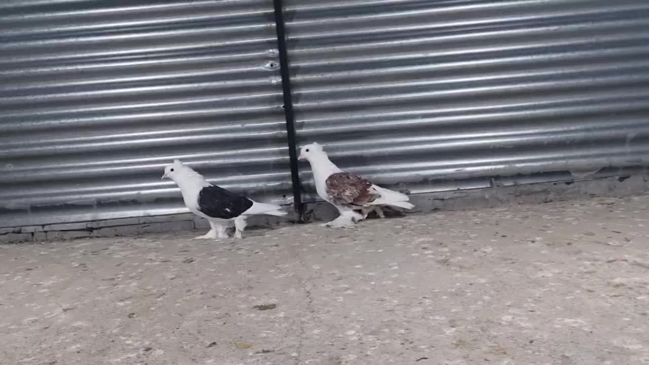 کبوتر تزئینی|پرنده|شاهرود, |دیوار