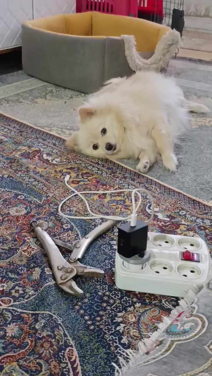 ماده|سگ|جیرفت, |دیوار