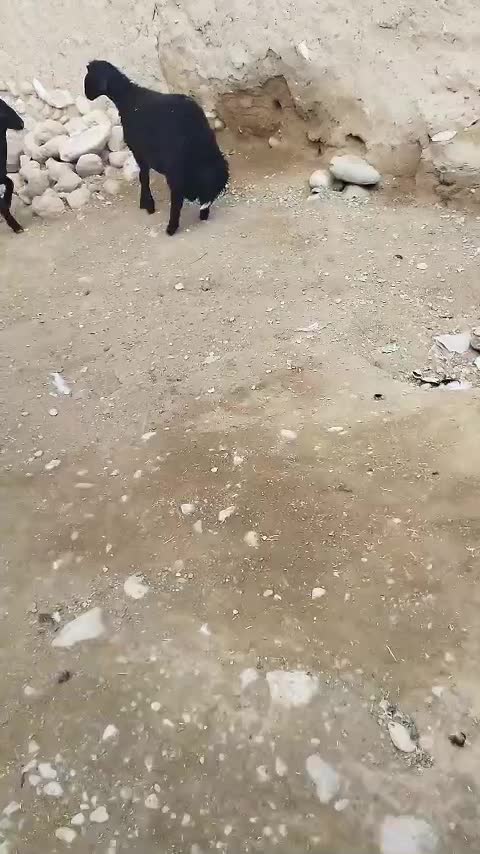 بره قوچ|حیوانات مزرعه|کرج, چمران|دیوار