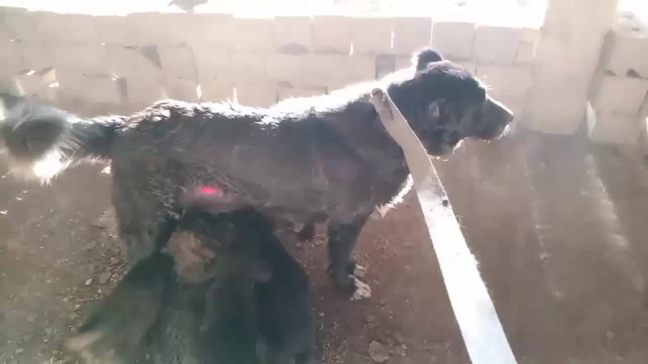 قدرجونی|سگ|نجفآباد, فاز ۳ شهرک آزادگان|دیوار