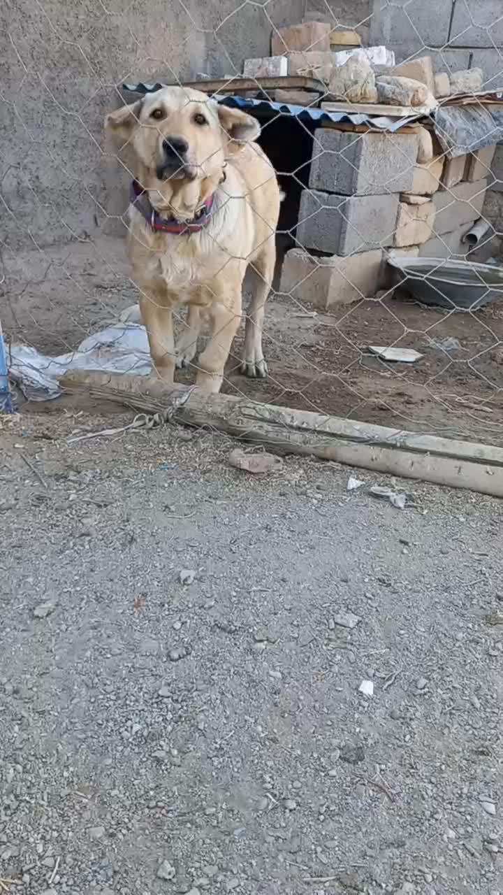 تولهسرابی|سگ|ماهنشان, |دیوار