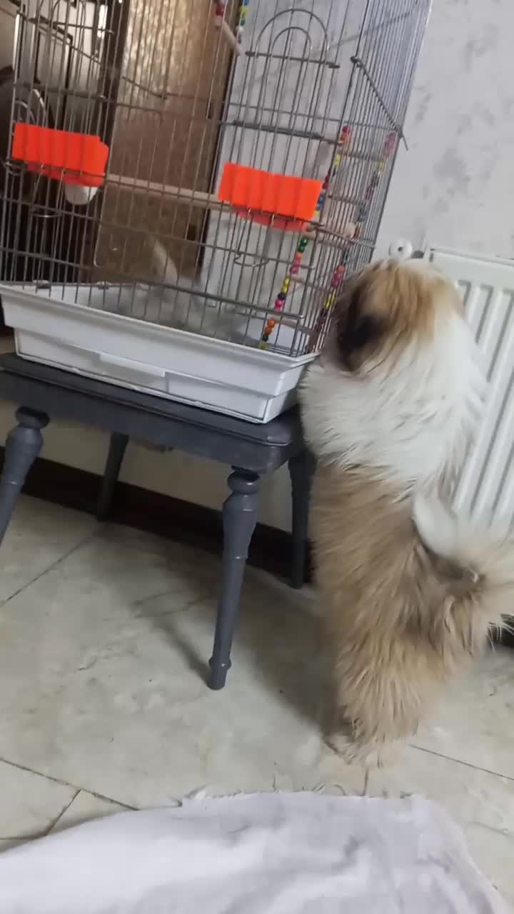 توله سوپر فلت اصل واکسن خورده شناسنامه دار|سگ|کهریزک, |دیوار