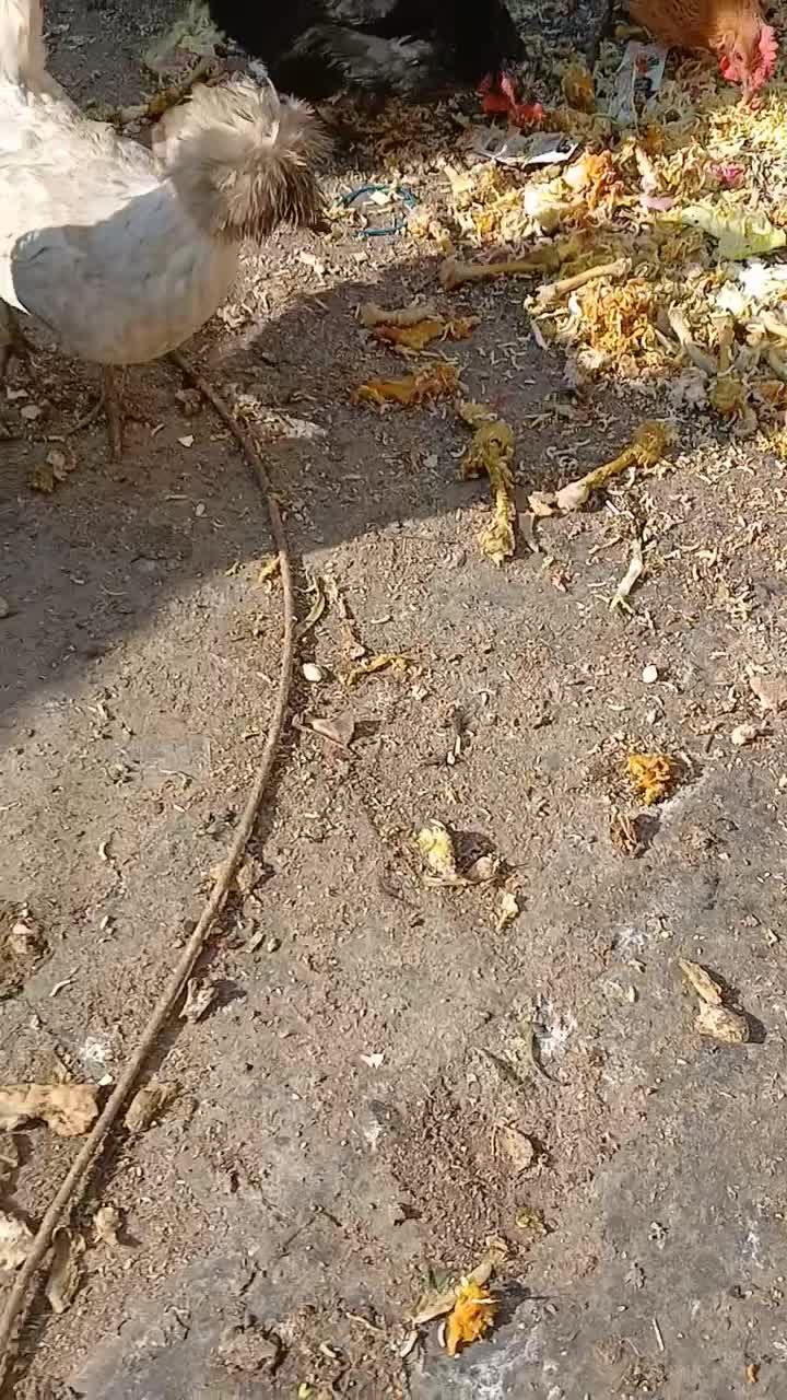 مرغ|حیوانات مزرعه|مشهد, شهید قربانی|دیوار