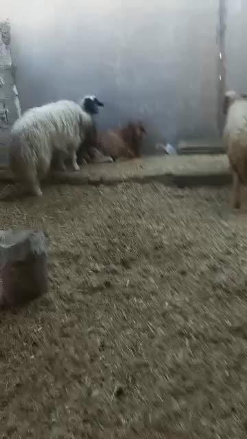 ۴ عدد گوسفند|حیوانات مزرعه|اهواز, علی آباد|دیوار