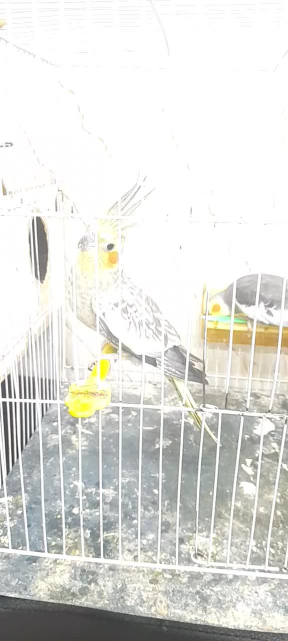 عروس هلندی|پرنده|گلبهار, شهر جدید گلبهار|دیوار