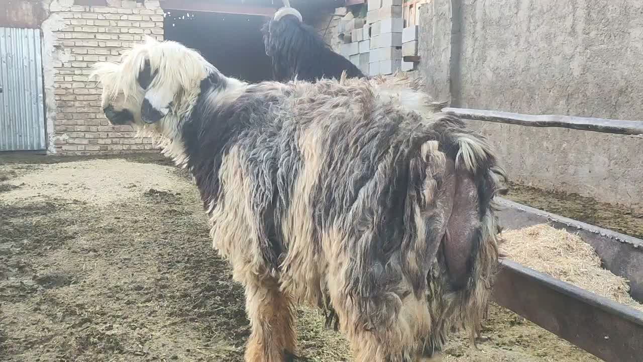 فروش بره قوچ بذری همه چی تموم|حیوانات مزرعه|شیراز, داریون|دیوار