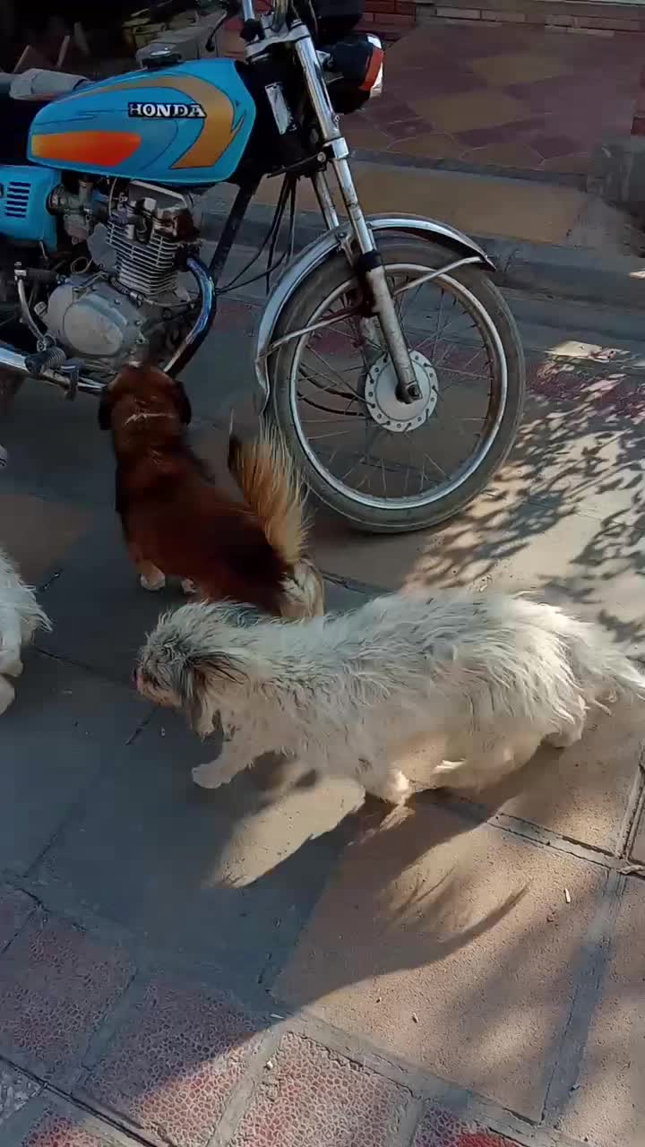 سگ پاکوتاه|سگ|پاکدشت, پاکدشت (مامازند)|دیوار