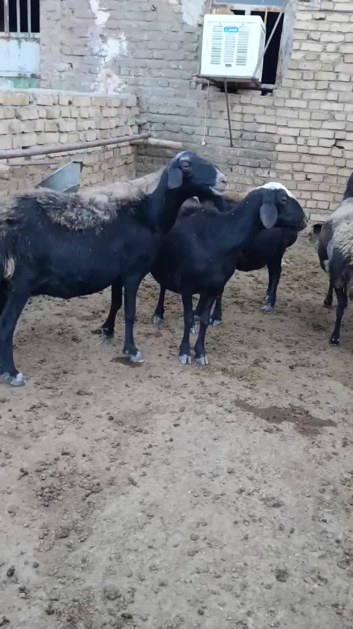 میش قزل|حیوانات مزرعه|قیدار, |دیوار