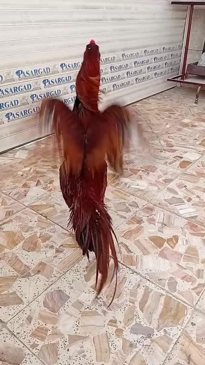 لاری|حیوانات مزرعه|رودبنه, |دیوار