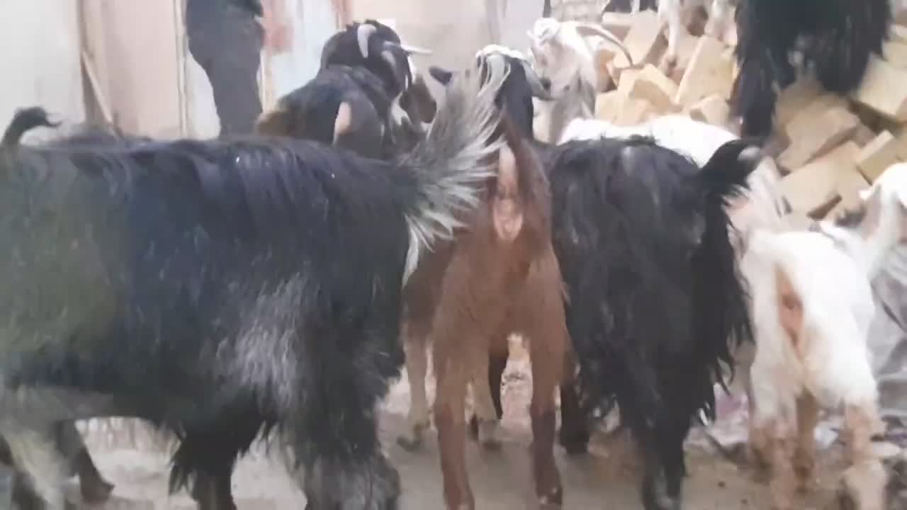 تعدادی بز بزغاله دار جوان|حیوانات مزرعه|رامند, |دیوار