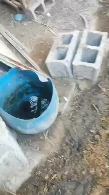 گاو شیری|حیوانات مزرعه|چاه مبارک, |دیوار