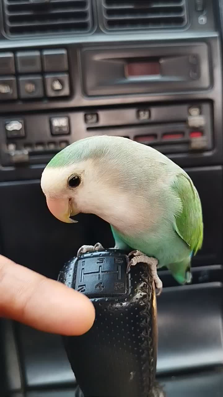 طوطی برزیلی (توضیحات آگهی)|پرنده|بوکان, |دیوار