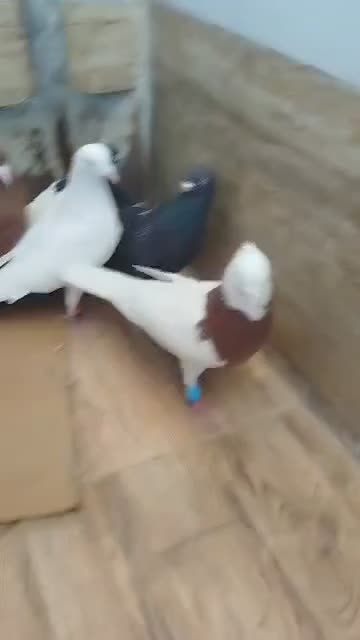 کبوتر رنگی|پرنده|سوسنگرد, |دیوار