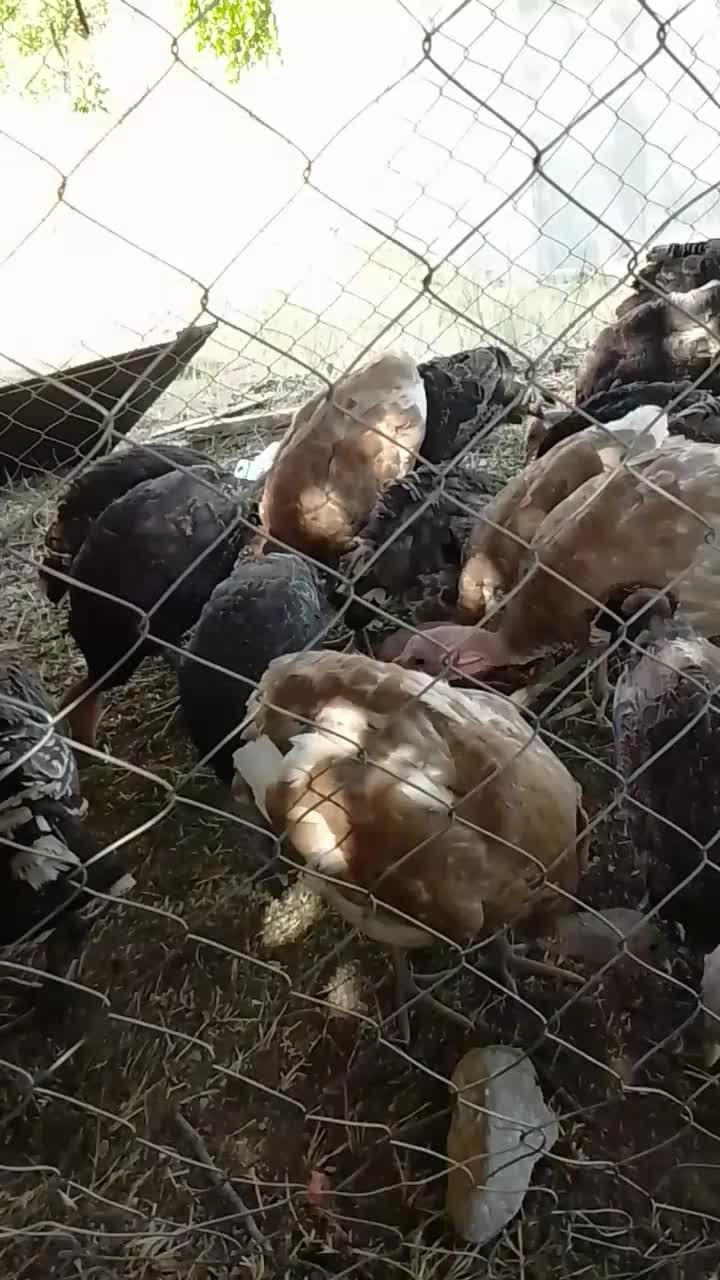 فروش بوقلمون|حیوانات مزرعه|سنقر, |دیوار