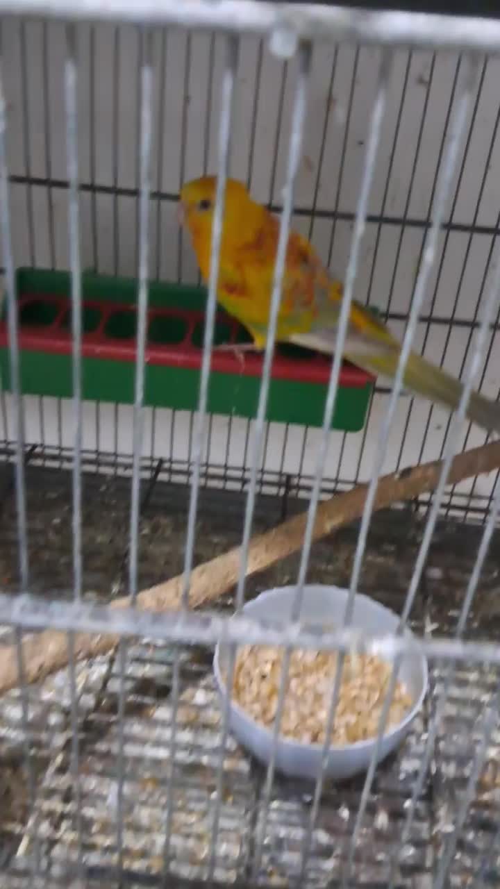 آواز خان و ملنگو|پرنده|آبادان, |دیوار