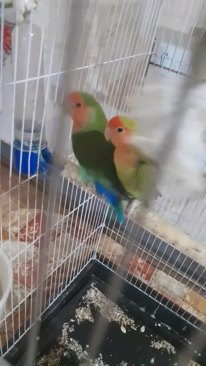 طوطی برزیلی|پرنده|شاهین دژ, |دیوار