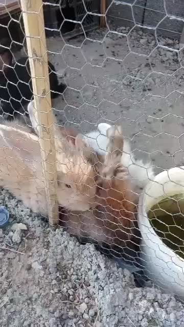 پکنیک دو قلو|اجاق گاز و لوازم برقی پختوپز|ایرانشهر, |دیوار