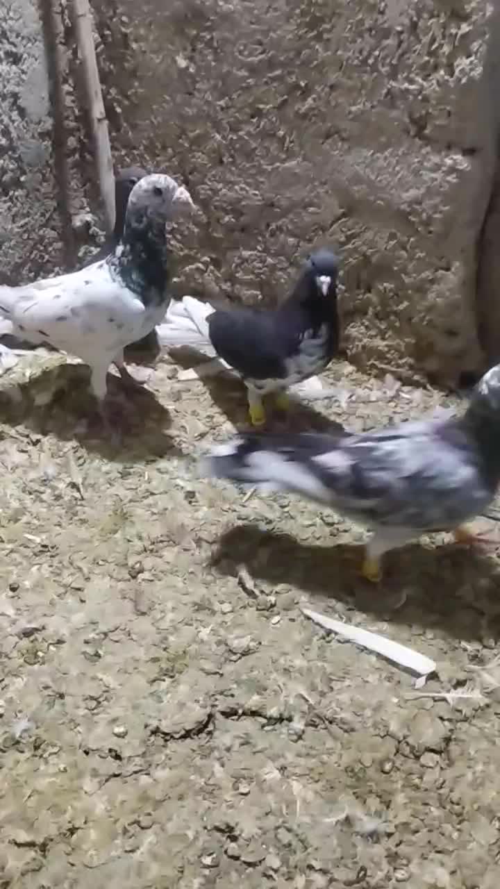 کبوتر|پرنده|شیراز, شاهجیان|دیوار
