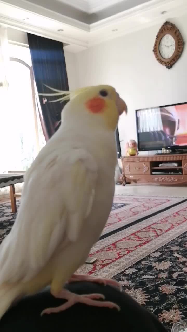 عروس هلندی لوتینو نر|پرنده|رودهن, |دیوار