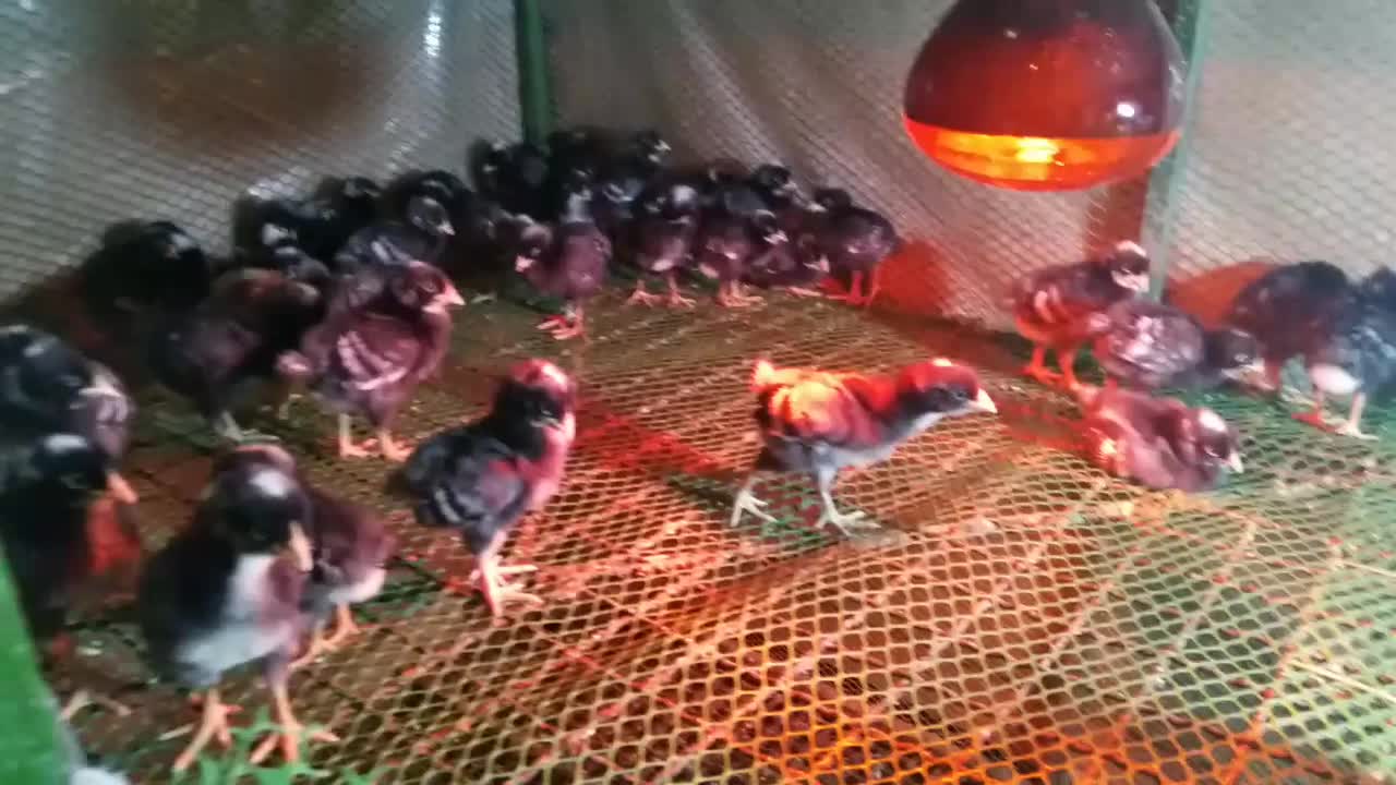 باجوجه‌مرغی که بهت میدم، دیگه تخم‌مرغ از بیرون نخر|حیوانات مزرعه|لنگرود, |دیوار